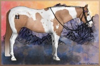 Horse Color:Brown Pearl Sabino Tobiano Rabicano 