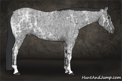 Horse Color:Blue Ice Roan 