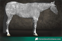 Horse Color:Blue Ice Roan