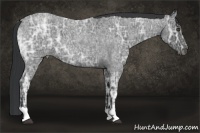 Horse Color:Blue Ice Roan 
