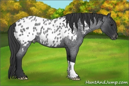 Horse Color:Blue Roan Appaloosa 