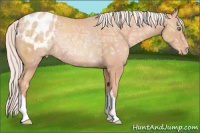 Horse Color:Silver Amber Champagne Ice Appaloosa Rabicano