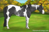 Horse Color:Black Sabino Tobiano Rabicano 
