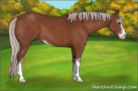 Horse Color:Chocolate Silver Brown Sabino 