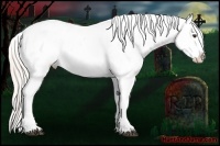 Horse Color:Silver Bay Dun Appaloosa Rabicano 