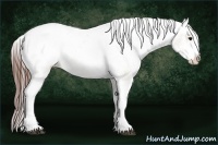 Horse Color:White Spotted Brown Dun Varnish 