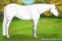 Horse Color:Silver Perlino Dun 