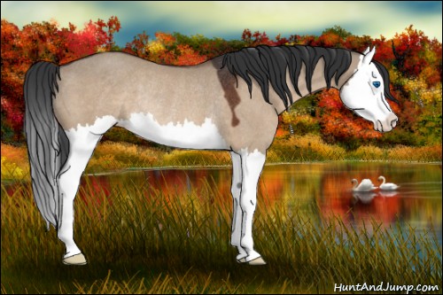 Horse Color:Brown Dun Splash Rabicano