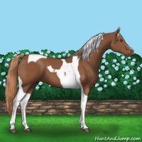 Horse Color:Chestnut Tobiano