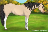 Horse Color:Bay Dun Tobiano 