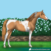 Horse Color:Chestnut Tobiano