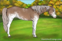 Horse Color:White Spotted Silver Brown Dun Rabicano 
