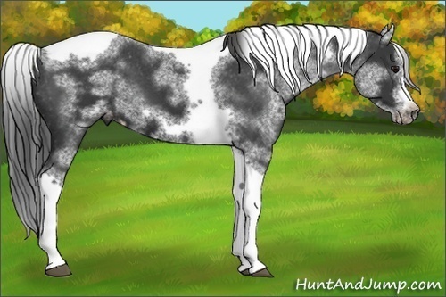 Horse Color:White Spotted Black Splash Tobiano Frame Varnish 
