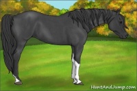 Horse Color:Blue Roan Tobiano