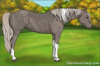 Horse Color:Silver Black Tobiano 