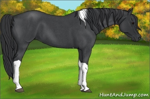 Horse Color:Blue Roan Tobiano