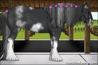 Horse Color:White Spotted Black Tobiano Frame 