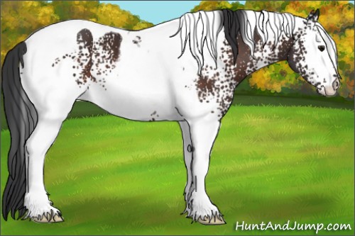 Horse Color:White Spotted Brown Tobiano 