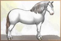 Horse Color:White Spotted Classic Champagne Tobiano Frame Appaloosa 