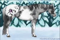 Horse Color:White Spotted Black Splash Tobiano Frame Appaloosa
