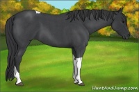 Horse Color:Blue Roan Tobiano