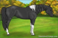 Horse Color:Black Tobiano 
