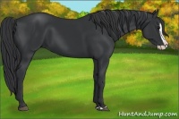 Horse Color:Black Splash 