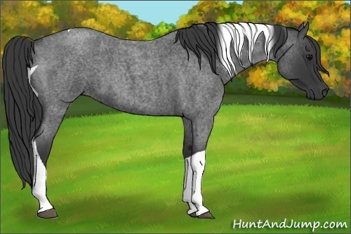 Horse Color:Blue Roan Tobiano
