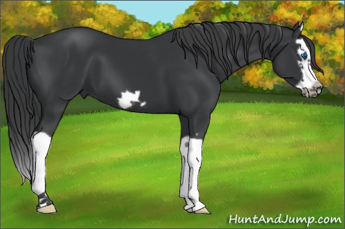 Horse Color:Black Splash Frame 