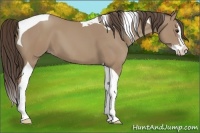 Horse Color:Classic Champagne Splash Tobiano 