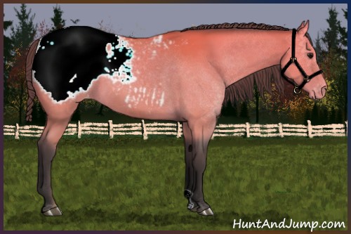 Horse Color:Buckskin Appaloosa