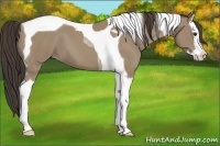 Horse Color:Classic Champagne Splash Tobiano 