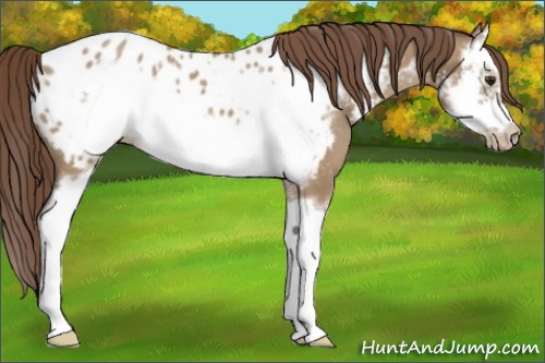 Horse Color:Classic Champagne Sabino Splash Frame Appaloosa 
