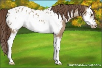 Horse Color:Classic Champagne Sabino Splash Frame Appaloosa 