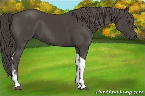 Horse Color:Smoky Black Tobiano 