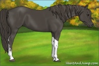 Horse Color:Smoky Black Tobiano 