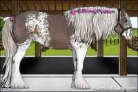 Horse Color:White Spotted Silver Black Sabino Splash