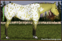 Horse Color:Gray Painted Silver Buckskin Dun Appaloosa