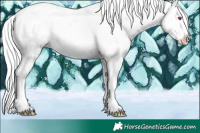 Horse Color:Silver Brown Chinchilla Splash Appaloosa 