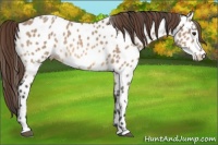 Horse Color:Bay Roan Dun Frame Appaloosa 
