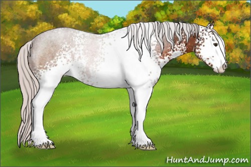 Horse Color:White Spotted Silver Brown Sabino Rabicano 