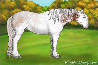 Horse Color:White Spotted Silver Brown Sabino Rabicano
