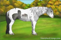 Horse Color:Black Sabino Tobiano Rabicano