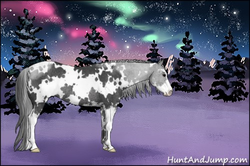 Horse Color:White Spotted Black Sabino Rabicano 