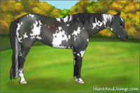 Horse Color:White Spotted Black Sabino