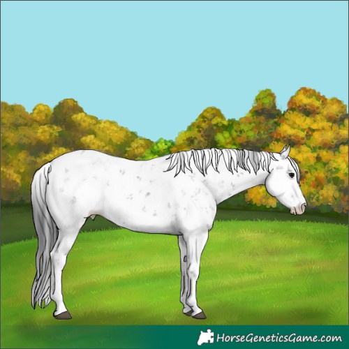 Horse Color:Black Sabino Rabicano 