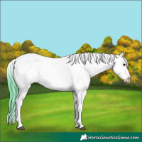 Horse Color:Watercolor Liver Red Roan Sabino Splash Appaloosa