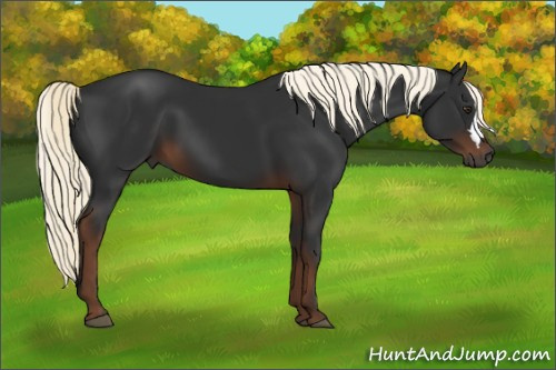 Horse Color:Gray Liver Chestnut Mushroom 