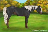 Horse Color:Gray Liver Chestnut Mushroom 