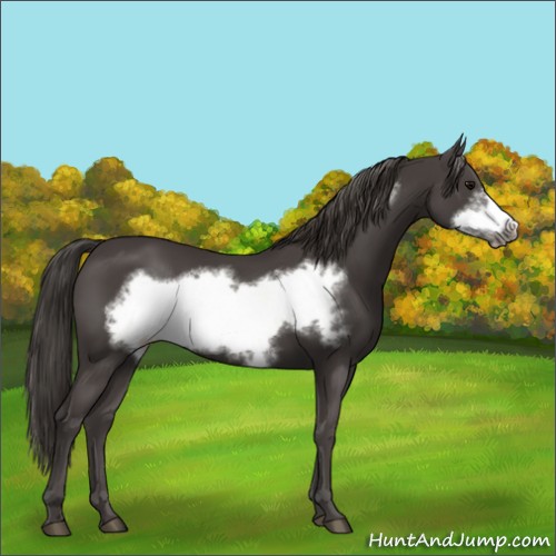 Horse Color:Smoky Black Frame 
